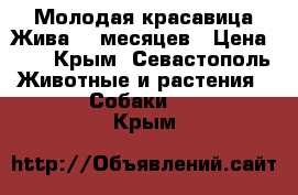 Молодая красавица Жива. 5 месяцев › Цена ­ 1 - Крым, Севастополь Животные и растения » Собаки   . Крым